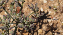 Lomatium dasycarpum dasycarpum