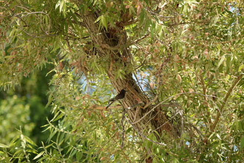 photo of Black Phoebe (Sayornis nigricans)
