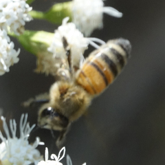 Apis mellifera