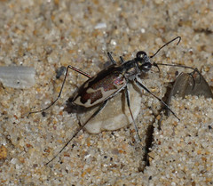 Ellipsoptera puritana