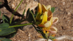 Acmispon grandiflorus grandiflorus