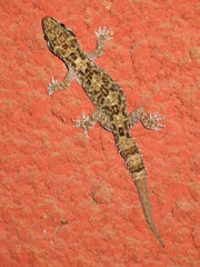 Hemidactylus angulatus
