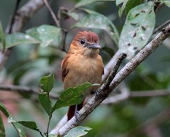 Pachyramphus cinnamomeus