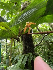 Maxillaria haberi