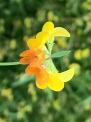 Lotus corniculatus