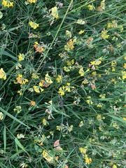 Lotus corniculatus