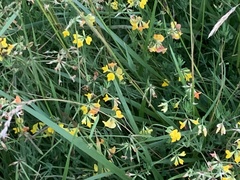 Lotus corniculatus