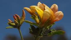 Acmispon grandiflorus grandiflorus