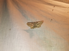 Phthonandria strictaria