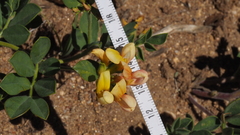 Acmispon grandiflorus grandiflorus