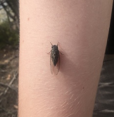 Physeema labyrinthica