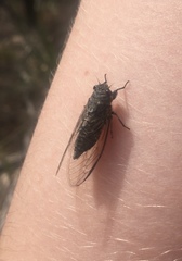 Physeema labyrinthica