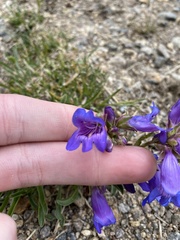 Penstemon hallii