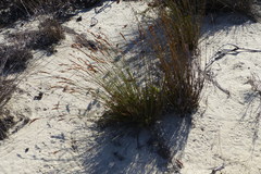 Thamnochortus punctatus