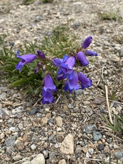 Penstemon hallii