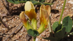 Acmispon grandiflorus grandiflorus