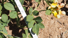 Acmispon grandiflorus grandiflorus