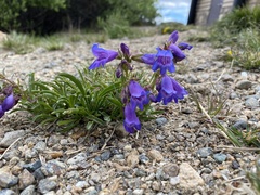 Penstemon hallii