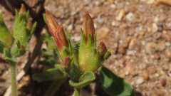 Acmispon grandiflorus grandiflorus