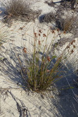 Thamnochortus punctatus