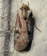 Agrotis vancouverensis