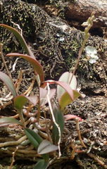 Epidendrum conopseum image
