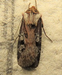 Agrotis vancouverensis