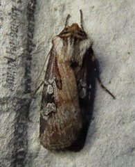 Agrotis vancouverensis