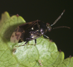 Deraeocoris nebulosus