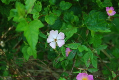 Rosa palustris