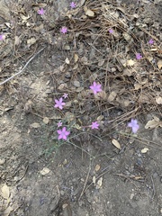 Saltugilia splendens