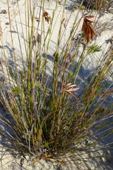 Thamnochortus punctatus