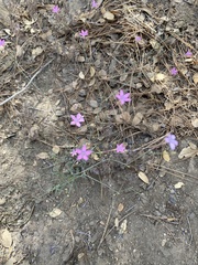 Saltugilia splendens