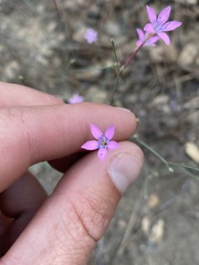 Saltugilia splendens