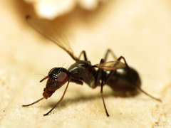 Myrmecothea myrmecoides