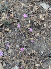 Saltugilia splendens