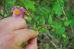 Rosa palustris
