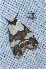 Thallarcha albicollis