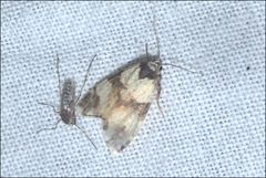 Thallarcha chrysochares