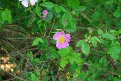 Rosa palustris