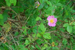 Rosa palustris