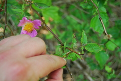 Rosa palustris