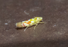 Erythroneura reflecta