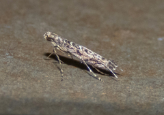 Neurobathra strigifinitella