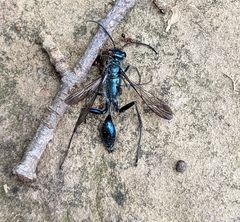 Chalybion zimmermanni