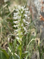 Lagotis integrifolia
