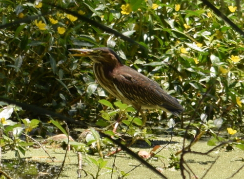 photo of Green Heron (Butorides virescens)