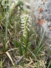 Lagotis integrifolia
