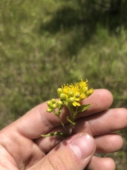 Solidago rigida glabrata