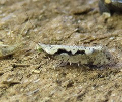 Rhigognostis interrupta